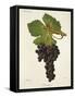 Cot Rouge Grape-J. Troncy-Framed Stretched Canvas