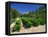 Cotes De Rhone Vineyards, Dentelles De Montmirail, Vaucluse, Provence, France, Europe-David Hughes-Framed Stretched Canvas