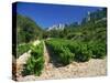 Cotes De Rhone Vineyards, Dentelles De Montmirail, Vaucluse, Provence, France, Europe-David Hughes-Stretched Canvas