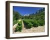 Cotes De Rhone Vineyards, Dentelles De Montmirail, Vaucluse, Provence, France, Europe-David Hughes-Framed Photographic Print