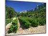 Cotes De Rhone Vineyards, Dentelles De Montmirail, Vaucluse, Provence, France, Europe-David Hughes-Mounted Photographic Print