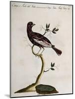 Cotinga or Thrush from the Indies (Cotinga Indica or Turdus Indicus Aliis)-null-Mounted Giclee Print