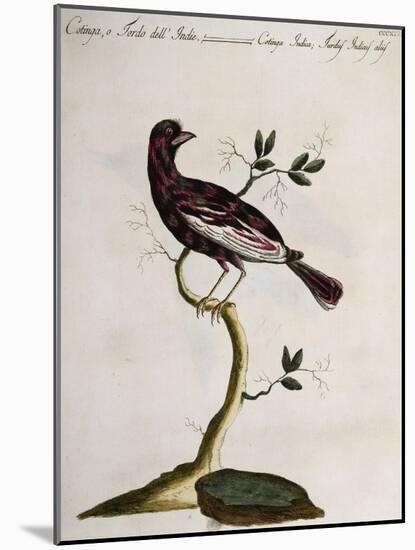 Cotinga or Thrush from the Indies (Cotinga Indica or Turdus Indicus Aliis)-null-Mounted Giclee Print