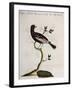 Cotinga or Thrush from the Indies (Cotinga Indica or Turdus Indicus Aliis)-null-Framed Giclee Print