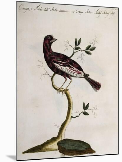 Cotinga or Thrush from the Indies (Cotinga Indica or Turdus Indicus Aliis)-null-Mounted Giclee Print