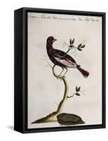 Cotinga or Thrush from the Indies (Cotinga Indica or Turdus Indicus Aliis)-null-Framed Stretched Canvas