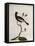 Cotinga or Thrush from the Indies (Cotinga Indica or Turdus Indicus Aliis)-null-Framed Stretched Canvas