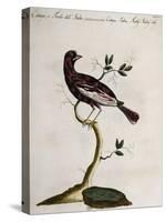 Cotinga or Thrush from the Indies (Cotinga Indica or Turdus Indicus Aliis)-null-Stretched Canvas