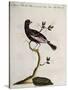 Cotinga or Thrush from the Indies (Cotinga Indica or Turdus Indicus Aliis)-null-Stretched Canvas