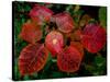 Cotinus Grace 2-Charles Bowman-Stretched Canvas