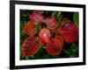 Cotinus Grace 2-Charles Bowman-Framed Photographic Print