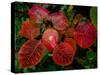 Cotinus Grace 2-Charles Bowman-Stretched Canvas