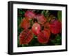 Cotinus Grace 2-Charles Bowman-Framed Photographic Print