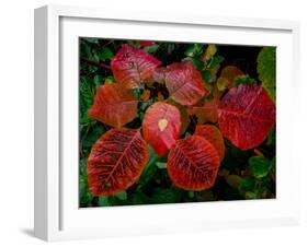 Cotinus Grace 2-Charles Bowman-Framed Photographic Print