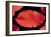 Cotinus Grace Leaf Autumn-Charles Bowman-Framed Photographic Print