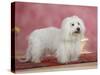 Coton De Tulear Dog Standing on Rug-Petra Wegner-Stretched Canvas
