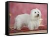 Coton De Tulear Dog Standing on Rug-Petra Wegner-Framed Stretched Canvas