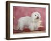 Coton De Tulear Dog Standing on Rug-Petra Wegner-Framed Photographic Print