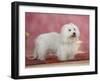 Coton De Tulear Dog Standing on Rug-Petra Wegner-Framed Photographic Print