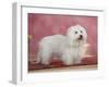 Coton De Tulear Dog Standing on Rug-Petra Wegner-Framed Photographic Print