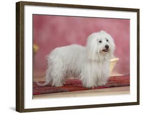 Coton De Tulear Dog Standing on Rug-Petra Wegner-Framed Photographic Print