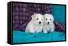 Coton De Tulear Puppies Posing-Zandria Muench Beraldo-Framed Stretched Canvas