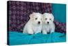 Coton De Tulear Puppies Posing-Zandria Muench Beraldo-Stretched Canvas