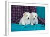 Coton De Tulear Puppies Posing-Zandria Muench Beraldo-Framed Photographic Print