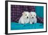 Coton De Tulear Puppies Posing-Zandria Muench Beraldo-Framed Photographic Print