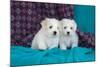 Coton De Tulear Puppies Posing-Zandria Muench Beraldo-Mounted Photographic Print