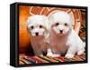 Coton De Tulear Puppies Sitting Side by Side on Indian Blankets Next to a Gourd and Indian Basket-Zandria Muench Beraldo-Framed Stretched Canvas