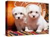 Coton De Tulear Puppies Sitting Side by Side on Indian Blankets Next to a Gourd and Indian Basket-Zandria Muench Beraldo-Stretched Canvas