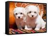 Coton De Tulear Puppies Sitting Side by Side on Indian Blankets Next to a Gourd and Indian Basket-Zandria Muench Beraldo-Framed Stretched Canvas