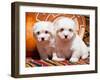 Coton De Tulear Puppies Sitting Side by Side on Indian Blankets Next to a Gourd and Indian Basket-Zandria Muench Beraldo-Framed Photographic Print