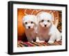 Coton De Tulear Puppies Sitting Side by Side on Indian Blankets Next to a Gourd and Indian Basket-Zandria Muench Beraldo-Framed Photographic Print