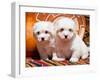 Coton De Tulear Puppies Sitting Side by Side on Indian Blankets Next to a Gourd and Indian Basket-Zandria Muench Beraldo-Framed Photographic Print