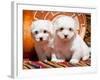 Coton De Tulear Puppies Sitting Side by Side on Indian Blankets Next to a Gourd and Indian Basket-Zandria Muench Beraldo-Framed Photographic Print
