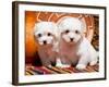 Coton De Tulear Puppies Sitting Side by Side on Indian Blankets Next to a Gourd and Indian Basket-Zandria Muench Beraldo-Framed Photographic Print