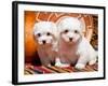 Coton De Tulear Puppies Sitting Side by Side on Indian Blankets Next to a Gourd and Indian Basket-Zandria Muench Beraldo-Framed Photographic Print