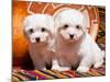 Coton De Tulear Puppies Sitting Side by Side on Indian Blankets Next to a Gourd and Indian Basket-Zandria Muench Beraldo-Mounted Photographic Print