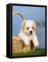 Coton De Tulear Puppy, 6 Weeks, in a Basket-Petra Wegner-Framed Stretched Canvas