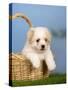 Coton De Tulear Puppy, 6 Weeks, in a Basket-Petra Wegner-Stretched Canvas