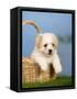 Coton De Tulear Puppy, 6 Weeks, in a Basket-Petra Wegner-Framed Stretched Canvas