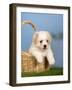 Coton De Tulear Puppy, 6 Weeks, in a Basket-Petra Wegner-Framed Photographic Print