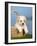 Coton De Tulear Puppy, 6 Weeks, in a Basket-Petra Wegner-Framed Photographic Print