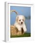 Coton De Tulear Puppy, 6 Weeks, in a Basket-Petra Wegner-Framed Photographic Print