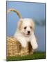 Coton De Tulear Puppy, 6 Weeks, in a Basket-Petra Wegner-Mounted Photographic Print