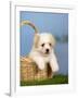 Coton De Tulear Puppy, 6 Weeks, in a Basket-Petra Wegner-Framed Photographic Print