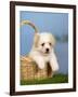 Coton De Tulear Puppy, 6 Weeks, in a Basket-Petra Wegner-Framed Photographic Print