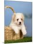 Coton De Tulear Puppy, 6 Weeks, in a Basket-Petra Wegner-Mounted Photographic Print